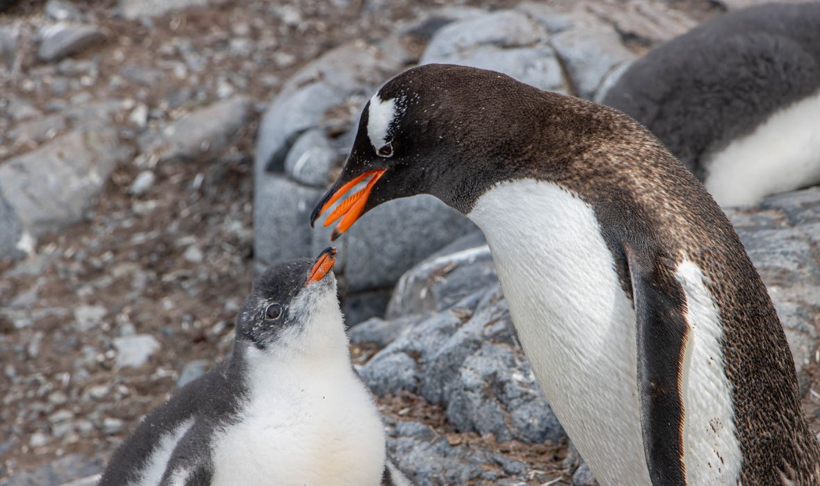 Gentoo penguin feeding its chick on a rocky Antarctic shoreline